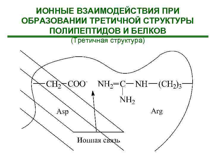 ИОННЫЕ ВЗАИМОДЕЙСТВИЯ ПРИ ОБРАЗОВАНИИ ТРЕТИЧНОЙ СТРУКТУРЫ ПОЛИПЕПТИДОВ И БЕЛКОВ (Третичная структура) 