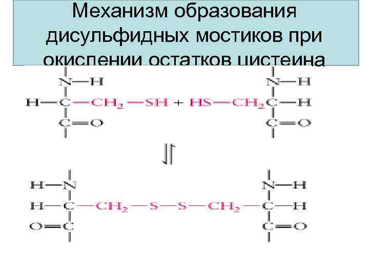 Механизм образования дисульфидных мостиков при окислении остатков цистеина 