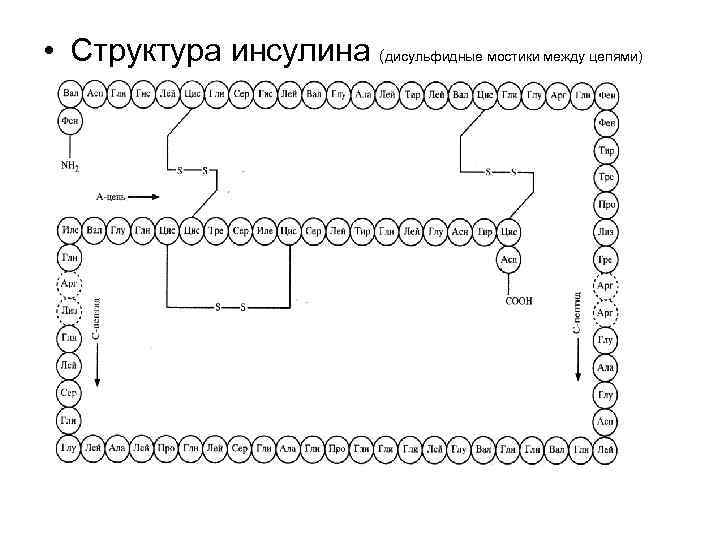  • Структура инсулина (дисульфидные мостики между цепями) 