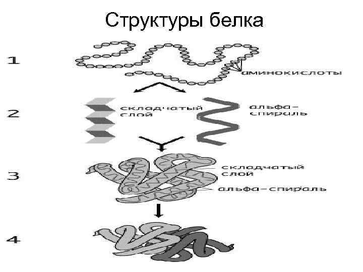  Структуры белка 
