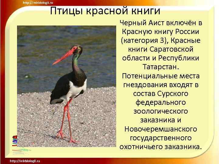 Птицы красной книги Черный Аист включён в Красную книгу России (категория 3), Красные книги