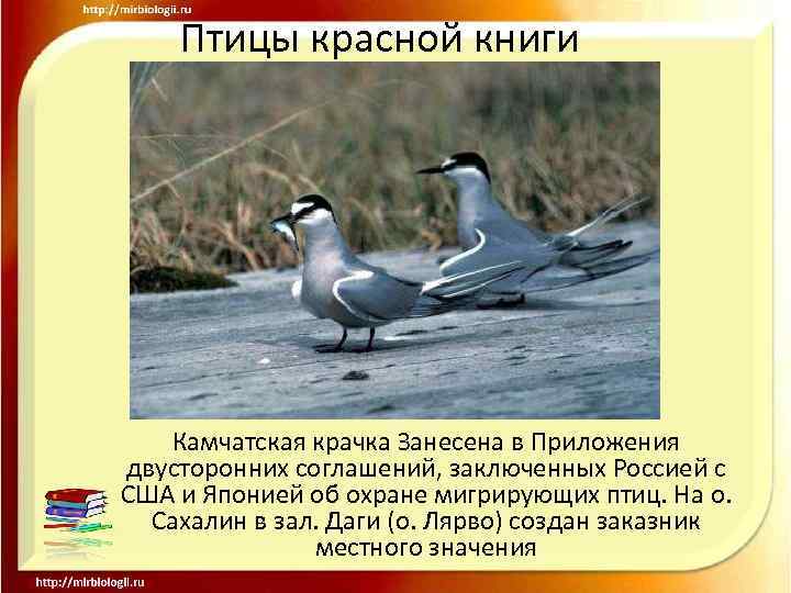 Птицы красной книги Камчатская крачка Занесена в Приложения двусторонних соглашений, заключенных Россией с США