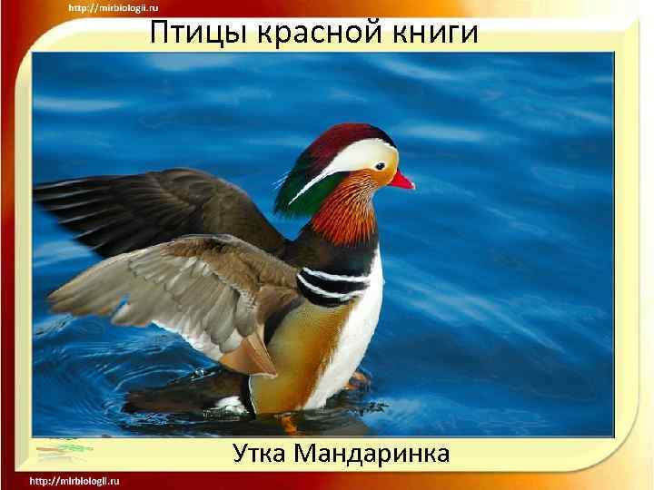 Птицы красной книги Утка Мандаринка 