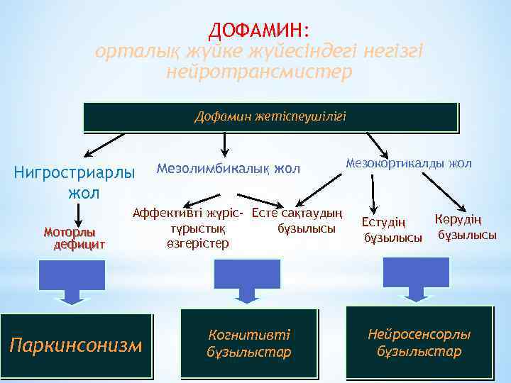 ДОФАМИН: орталық жүйке жүйесіндегі негізгі нейротрансмистер Дофамин жетіспеушілігі Нигростриарлы жол Моторлы дефицит Мезолимбикалық жол
