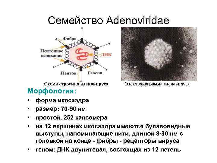 Семейство Adenoviridae Морфология: • • форма икосаэдра размер: 70 -90 нм простой, 252 капсомера