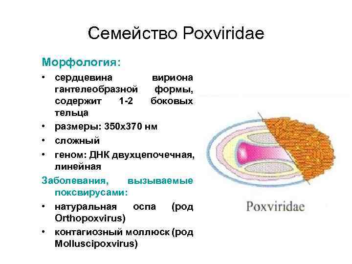 Семейство Poxviridae Морфология: • сердцевина вириона гантелеобразной формы, содержит 1 -2 боковых тельца •