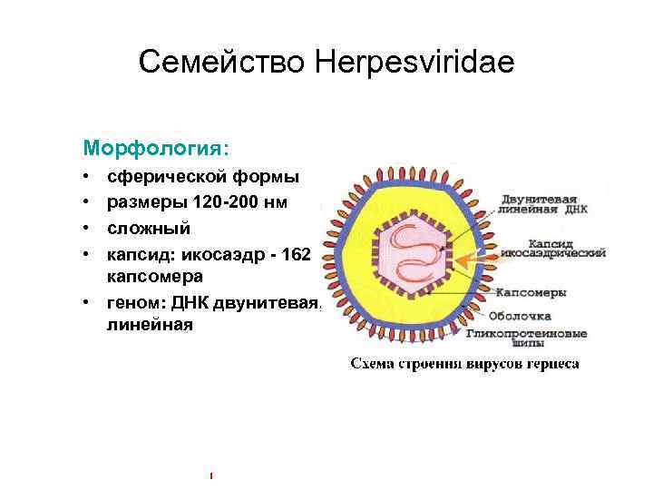 Семейство Herpesviridae Морфология: • • сферической формы размеры 120 -200 нм сложный капсид: икосаэдр