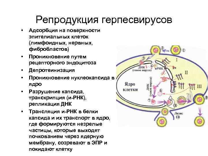 Репродукция герпесвирусов • • • Адсорбция на поверхности эпителиальных клеток (лимфоидных, нервных, фибробластов) Проникновение