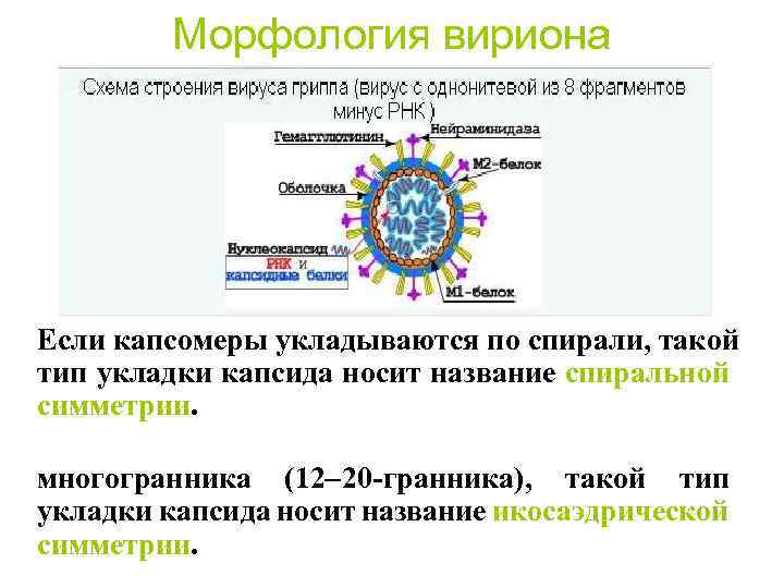 Морфология вириона Если капсомеры укладываются по спирали, такой тип укладки капсида носит название спиральной