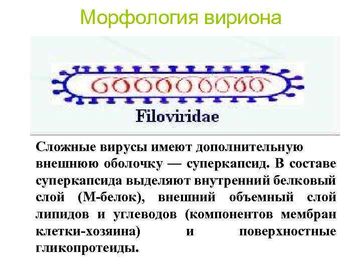 Морфология вириона Сложные вирусы имеют дополнительную внешнюю оболочку — суперкапсид. В составе суперкапсида выделяют