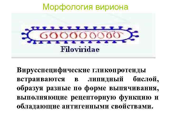 Морфология вириона Вирусспецифические гликопротеиды встраиваются в липидный бислой, образуя разные по форме выпячивания, выполняющие