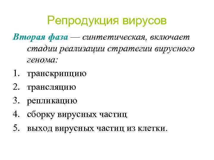 Репродукция вирусов Вторая фаза — синтетическая, включает стадии реализации стратегии вирусного генома: 1. транскрипцию