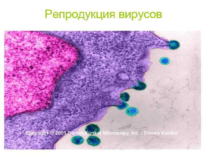 Репродукция вирусов 