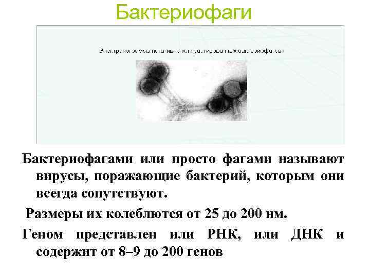 Бактериофаги Бактериофагами или просто фагами называют вирусы, поражающие бактерий, которым они всегда сопутствуют. Размеры