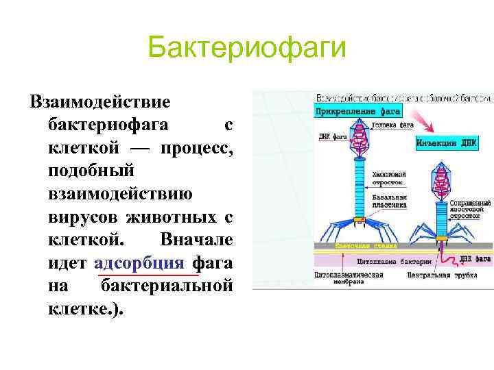 Бактериофаги Взаимодействие бактериофага с клеткой — процесс, подобный взаимодействию вирусов животных с клеткой. Вначале