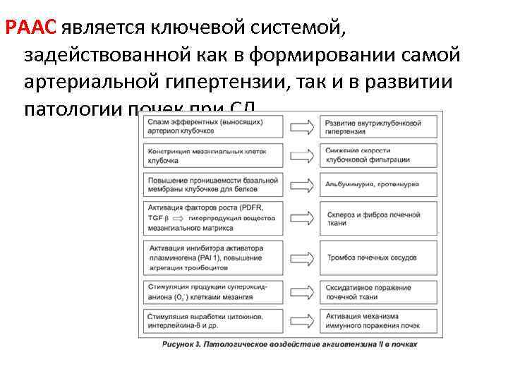 РААС является ключевой системой, задействованной как в формировании самой артериальной гипертензии, так и в