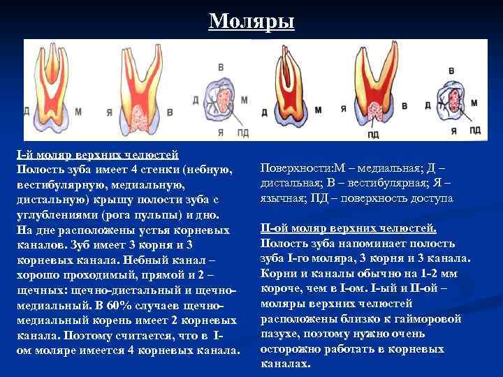 Моляры I й моляр верхних челюстей Полость зуба имеет 4 стенки (небную, вестибулярную, медиальную,