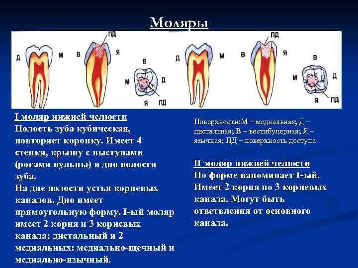 Моляры І моляр нижней челюсти Полость зуба кубическая, повторяет коронку. Имеет 4 стенки, крышу