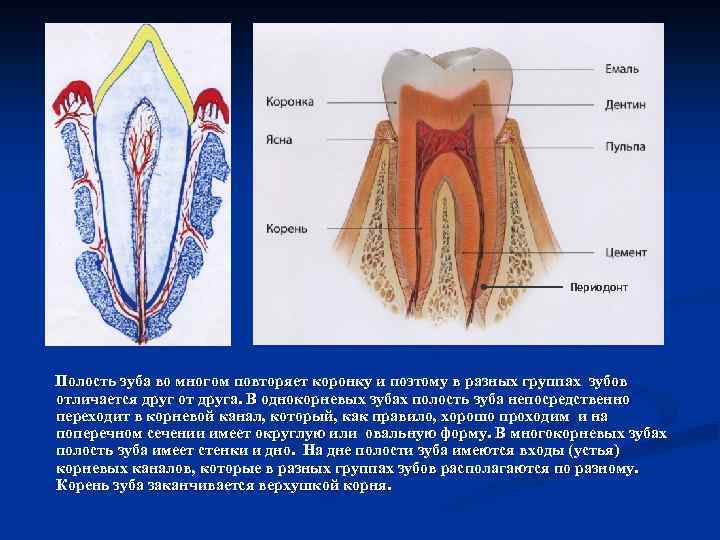 Периодонт Полость зуба во многом повторяет коронку и поэтому в разных группах зубов отличается