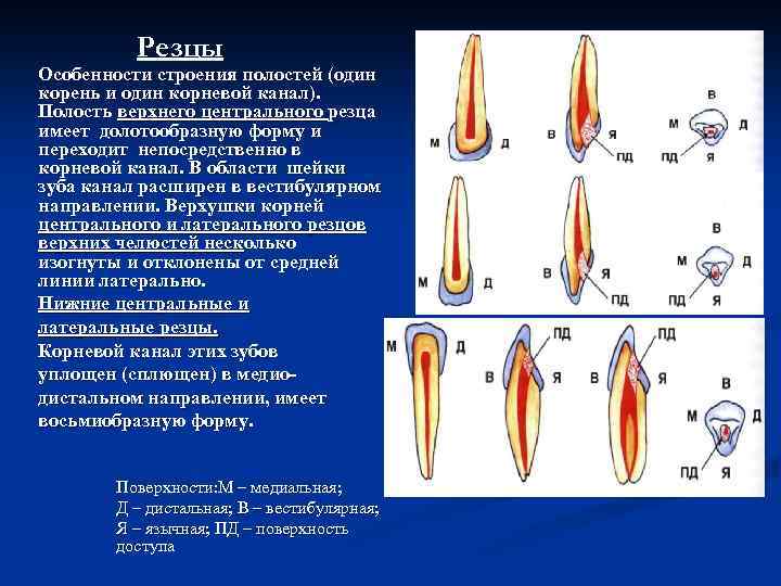 Резцы Особенности строения полостей (один корень и один корневой канал). Полость верхнего центрального резца