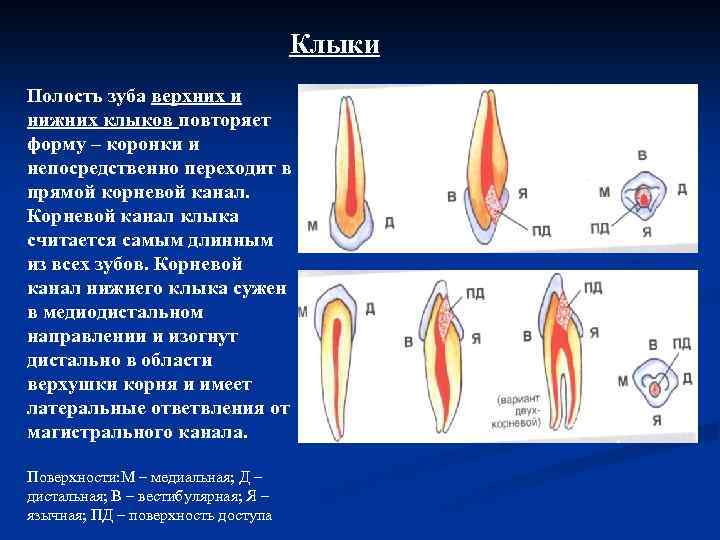 Клыки Полость зуба верхних и нижних клыков повторяет форму – коронки и непосредственно переходит