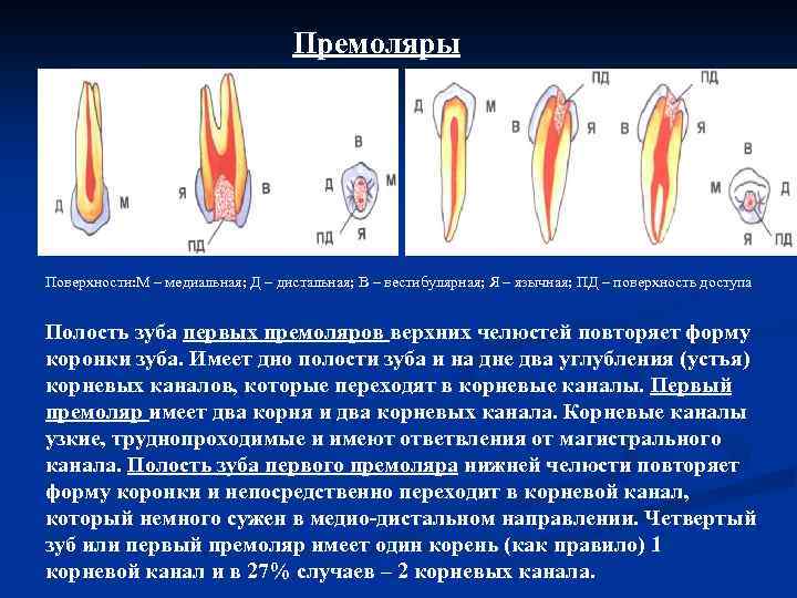 Премоляры Поверхности: М – медиальная; Д – дистальная; В – вестибулярная; Я – язычная;