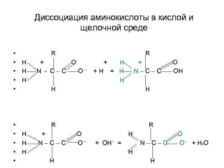 Диссоциация аминокислоты в кислой и щелочной среде • • H • H • H