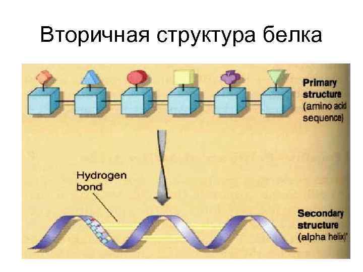 Вторичная структура белка 