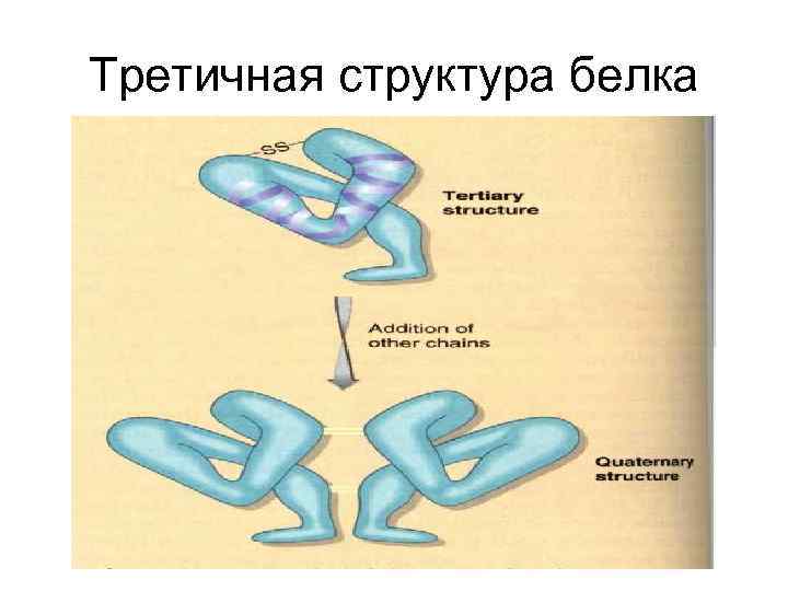 Третичная структура белка 