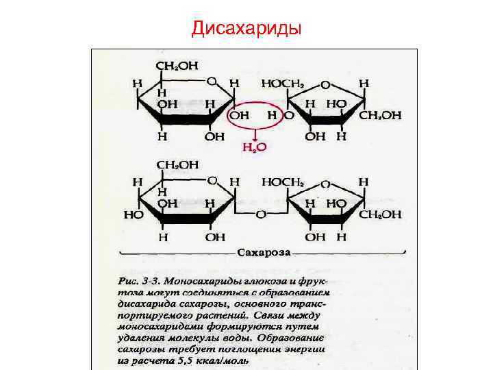 Дисахариды строение молекул. Строение дисахаридов. Дисахарид химия строение. Дисахариды состав и строение.