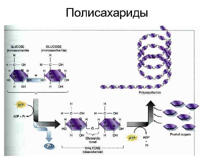 Полисахариды 