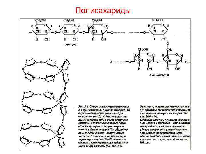 Полисахариды 