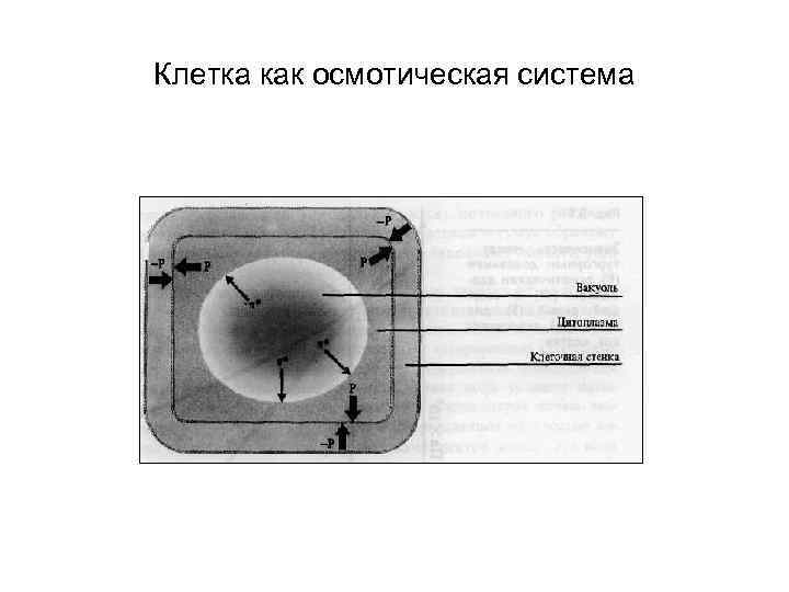 Клетка как осмотическая система 