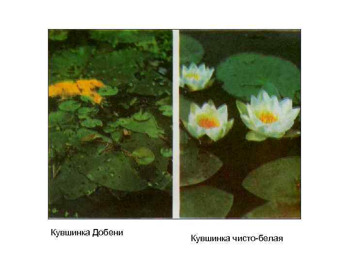 Кувшинка Добени Кувшинка чисто-белая 