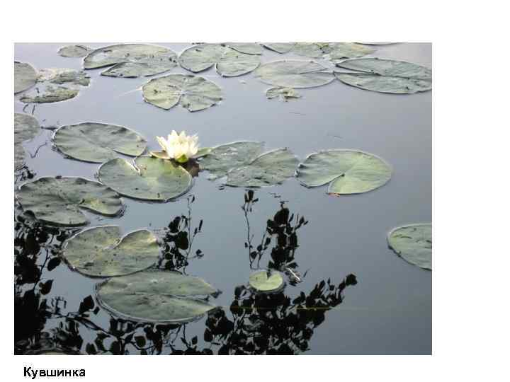 Кувшинка 