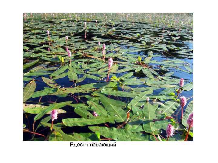 Рдест плавающий 
