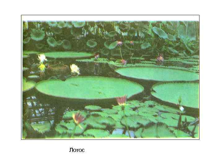 Лотос 