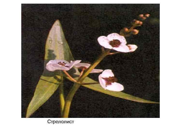 Стрелолист 