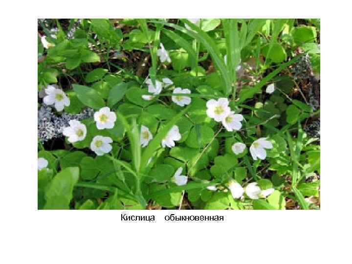Кислица обыкновенная 