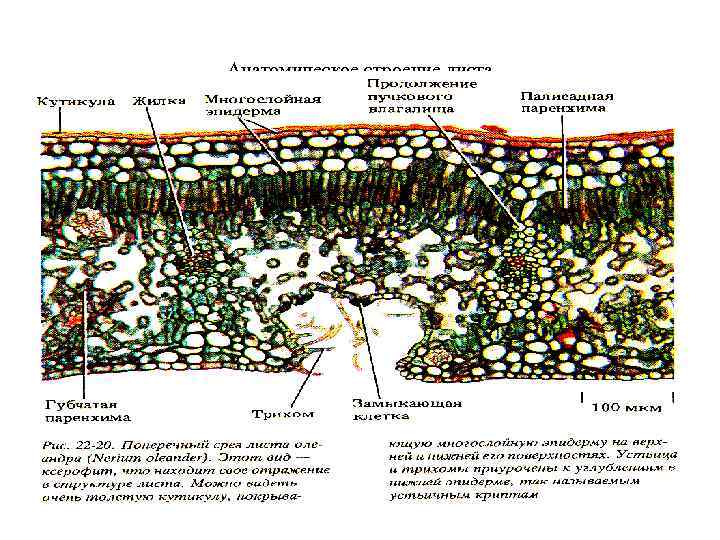 Анатомическое строение листа 