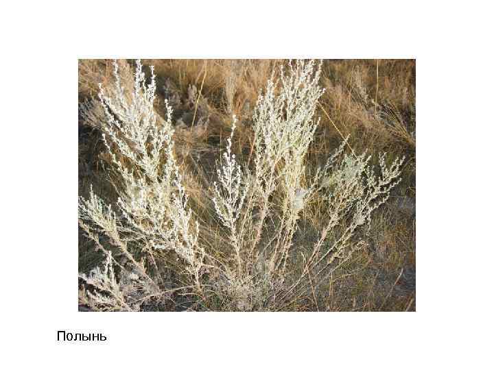 Полынь 