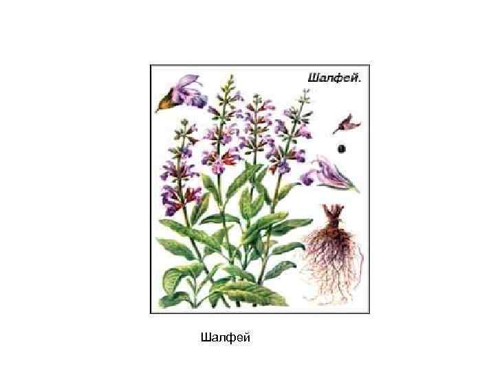 Шалфей 