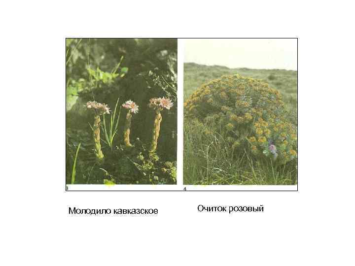 Молодило кавказское Очиток розовый 