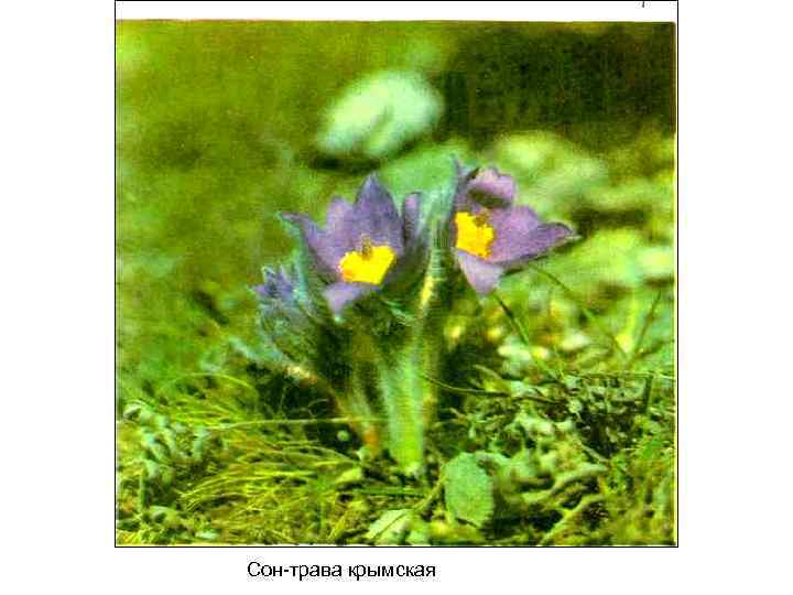 Сон-трава крымская 