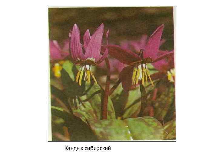 Кандык сибирский 