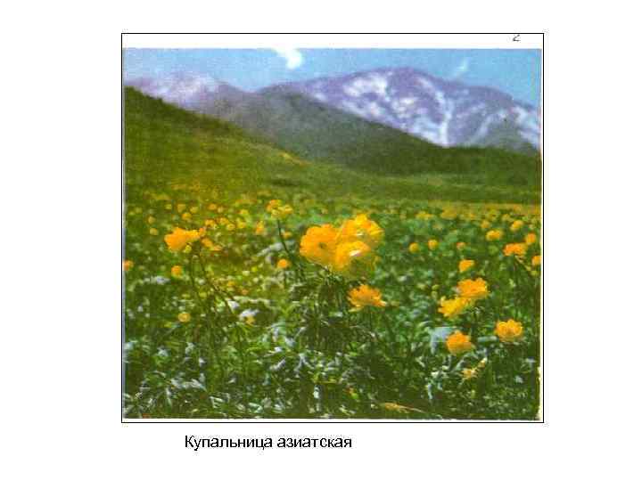 Купальница азиатская 