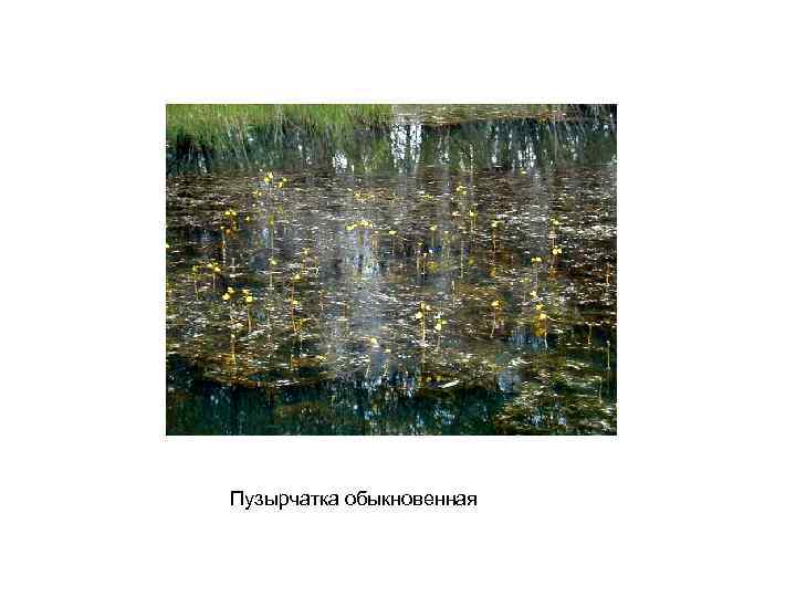 Пузырчатка обыкновенная 