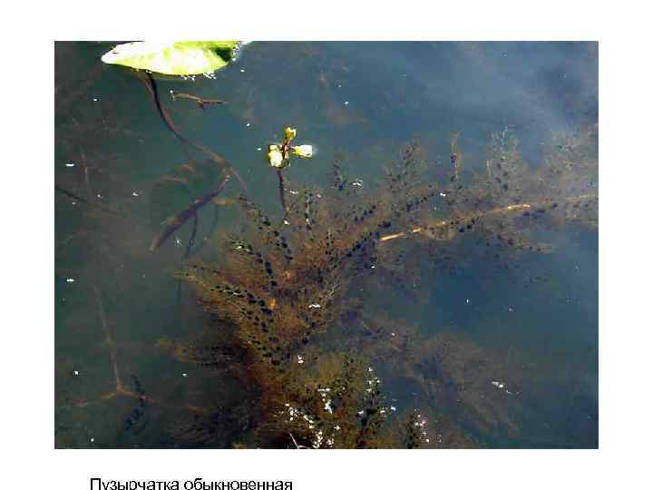 Пузырчатка обыкновенная 