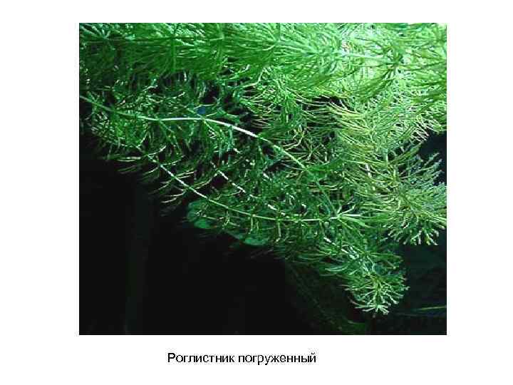 Роглистник погруженный 