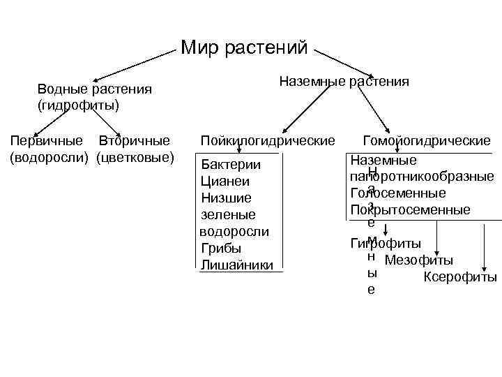 Мир растений Наземные растения Водные растения (гидрофиты) Первичные Вторичные (водоросли) (цветковые) Пойкилогидрические Бактерии Цианеи